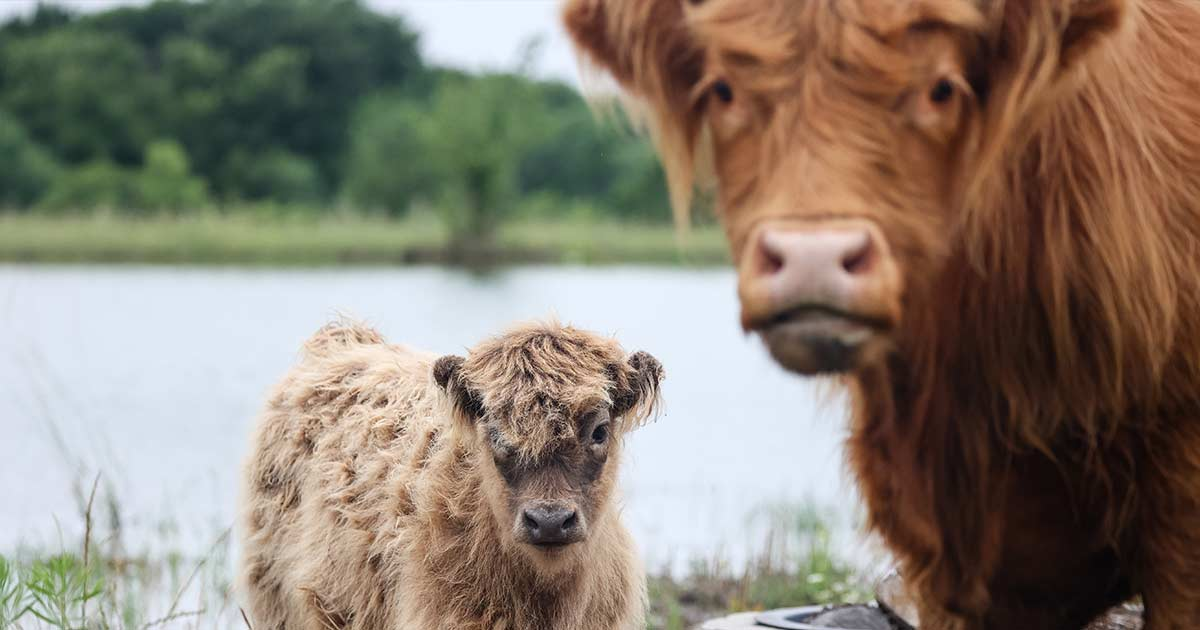 Pond Digging Retaining Wall Builder North Texas