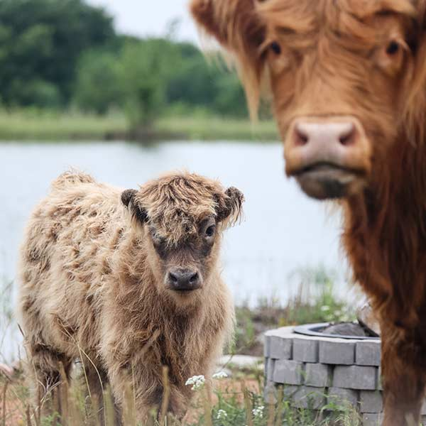 Ponds And Retaining Walls Erath County Tx 3b Excavation