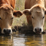 Ponds And Retaining Walls A Homeowner And Rancher Guide