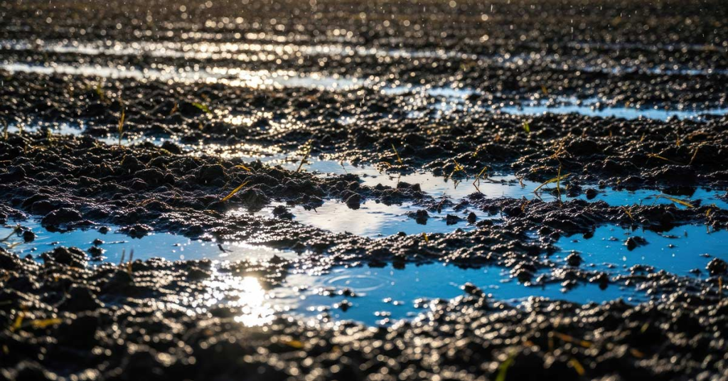 Common site prep mistakes in Texas like stump roots and poor drainage planning