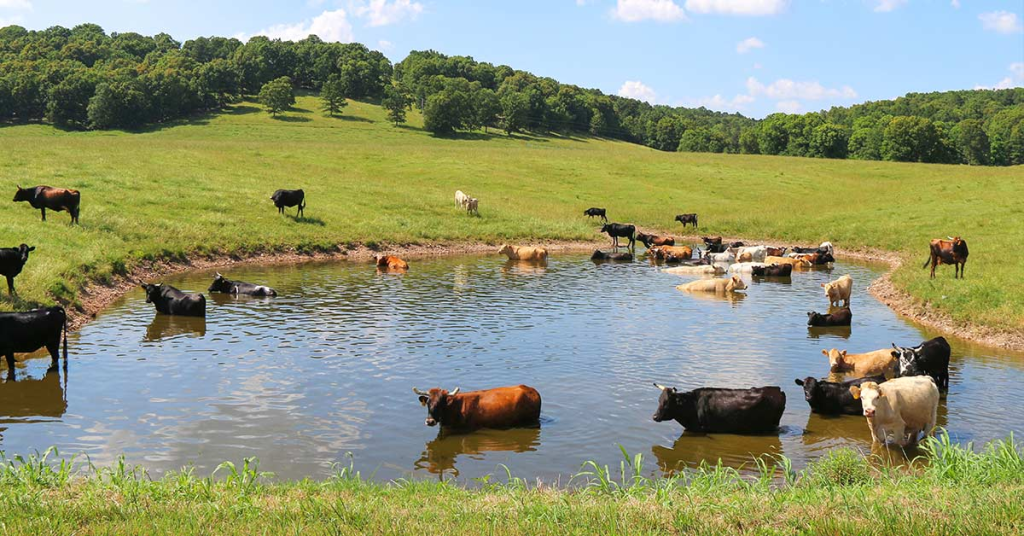 Frequently Asked Questions About Pond Maintenance