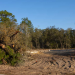 Land Clearing Weatherford Tx Site Preparation Brush Removal