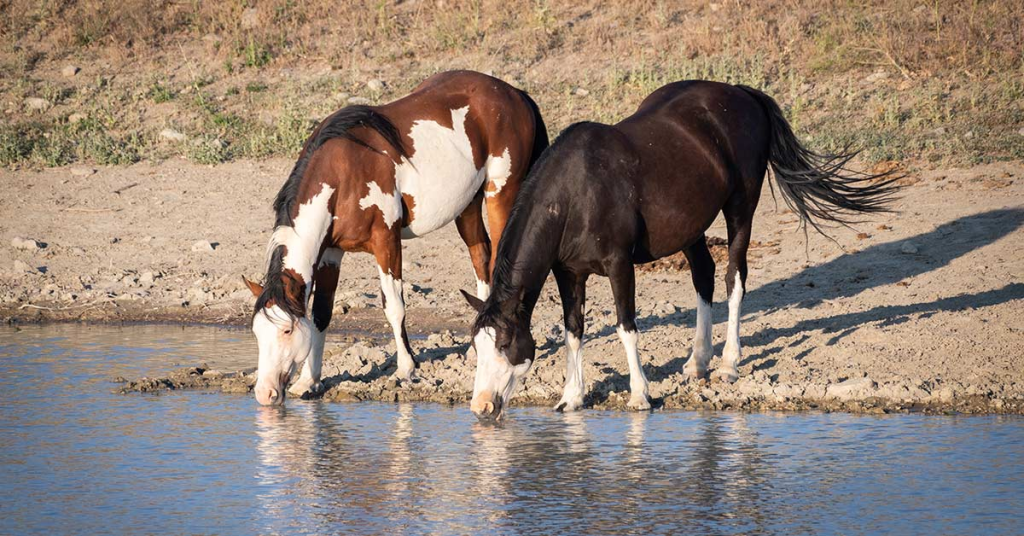 Pond Erosion Repair Parker County