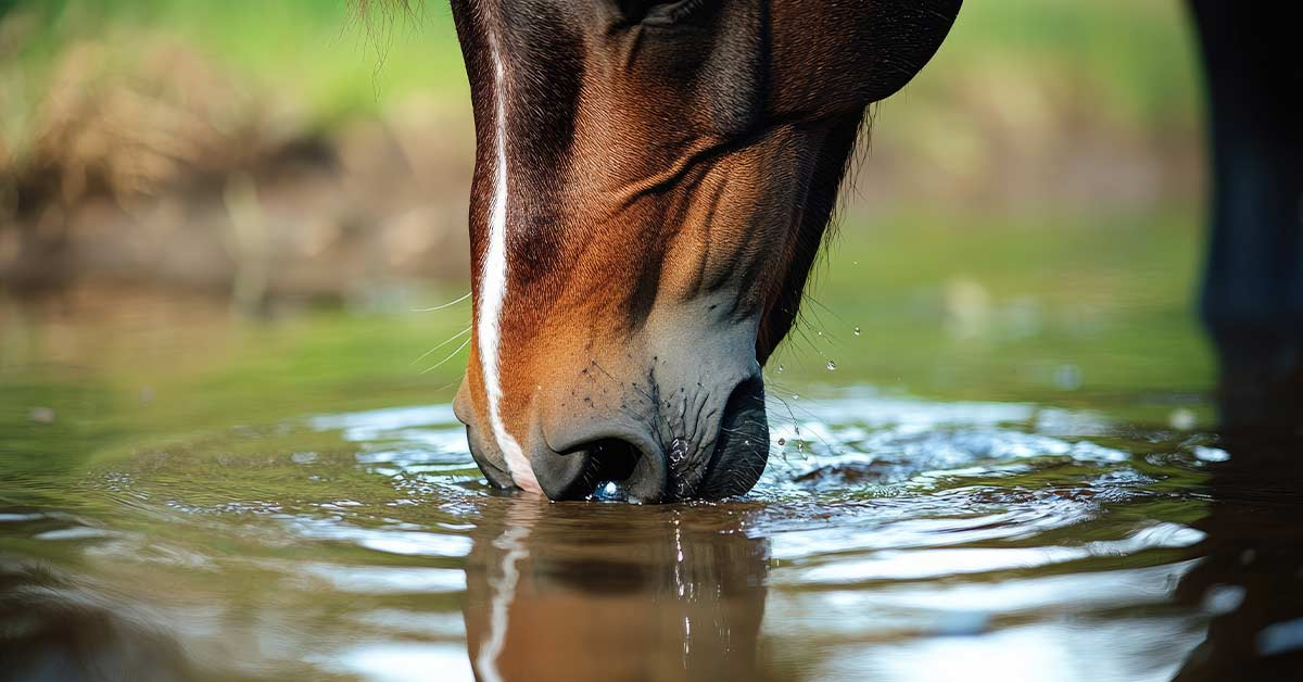 Pond Maintenance Weatherford Texas Spring Service